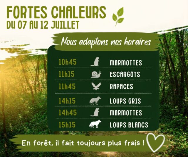 ☀️🌳 Fortes chaleurs : Nous  adaptons nos horaires de présentations animalières du 7 au 12 juillet.

Cette adaptation permet de préserver le confort de nos animaux, de nos visiteurs et de toute l'équipe du parc, pendant cette période de fortes chaleurs.

🌿 Bonne nouvelle : grâce à notre forêt et à nos 550 mètres d'altitude, il fait généralement quelques degrés de moins qu'en vallée. Un cadre idéal pour profiter de la nature en famille, même lorsque le thermomètre grimpe !

Merci pour votre compréhension et votre confiance. 

Nous avons hâte de vous accueillir pour une belle journée au cœur de la nature ! 🐺🦅❤️

#ParcDeCourzieu #FortesChaleurs #Nature #SortieFamille #Loups #Rapaces #Marmottes #Été