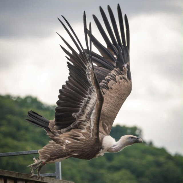 🦅 AUJOURD'HUI, LES VAUTOURS SONT À L'HONNEUR !

Impressionnants, fascinants et pourtant souvent mal aimés… Les vautours ont bien des secrets à vous révéler !

🍂 Ce lundi 26 octobre, venez participer à notre atelier « Découverte des vautours » et apprendre à mieux connaître ces grands rapaces indispensables à la nature.

Une belle découverte à partager en famille pendant les vacances de la Toussaint ! ❤️

🎟️ Atelier gratuit, réservé aux visiteurs du parc et compris dans le billet d'entrée.

Ce lundi 26 pour chaque entrée payante 1€ sera reversé à l'association Vautours en Baronnies. Alors c'est le bon jour pour nous rendre visite!

📍 Parc de Courzieu – à deux pas de Lyon.

#ParcDeCourzieu #Vautours #VacancesToussaint #SortieFamille #MontsDuLyonnais

Vautours en Baronnies @vautoursenbaronnies 
Photo : @fmphotography.fr
