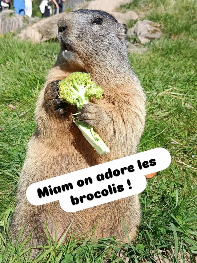 Nos petits marmottes sont de sortie ! C’est la fête ! tournée générale de brocolis 😍
