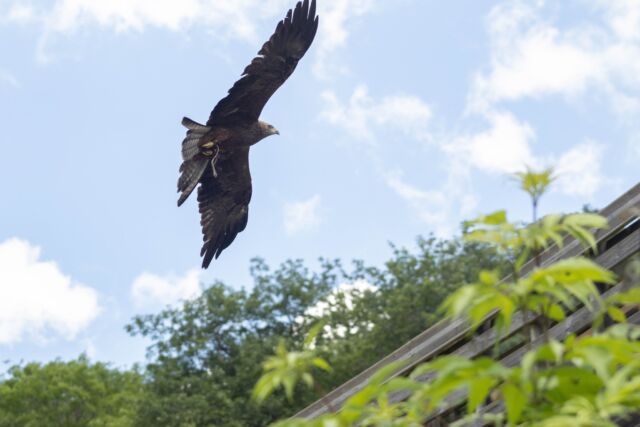 🦅 Les maîtres du ciel vous donnent rendez-vous ! 🌤️

Pendant toutes les vacances de Pâques, assistez chaque jour à notre présentation de rapaces en vol libre !
Faucons, hiboux, vautours et autres rois des airs vous offrent un ballet impressionnant, juste au-dessus de vos têtes 🔭✨

💬 Nos soigneurs vous feront découvrir les secrets de ces oiseaux fascinants :
👉 Comment chassent-ils ?
👉 À quoi servent leurs serres ?
👉 Quelle est la différence entre un hibou et une chouette ?

📅 Présentation tous les jours, inclus dans la visite.
Un moment à couper le souffle, à vivre en pleine nature avec toute la famille 🥰

📍 Parc de Courzieu – au cœur des Monts du Lyonnais

#SpectacleRapaces #ParcDeCourzieu #VacancesDePâques #SortieNature #OiseauxDeProie #FamilleEnBalade #LoisirsEnfant