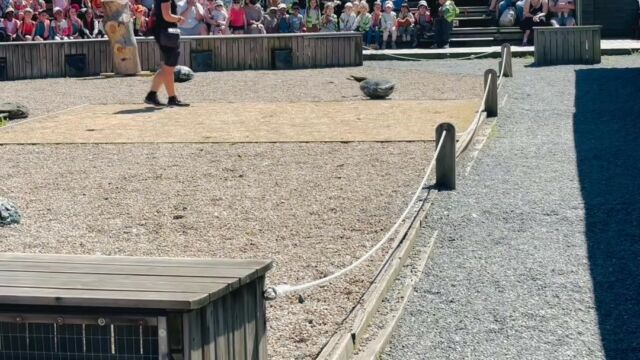 Le grand vol des rapaces et l’extraordinaire Caracara, agile et malin il saura utiliser ses pattes pour chasser sous les pierres. 

Tous les jours à 14h et 16h 😍