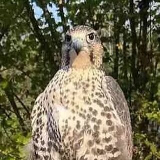 OISEAU RETROUVE EN BONNE SANTÉ — MERCI POUR VOTRE MOBILISATION 

🚨Au cour d’un entraînement, notre femelle de faucon Sacre a été emportée par le vent et n’a pas retrouvé le chemin du parc.

Elle porte un émetteur radio à la patte qui ne transmet plus, soit elle est très loin ou plus probablement l’émetteur est défectueux.

Si vous la voyez perchée n’essayez surtout pas de l’attraper, contactez nous au plus vite au 04 74 70 96 10, les fauconniers seront sur place dans les plus brefs délais.

Merci pour votre aide précieuse. 

l’équipe du Parc de Courzieu (69)