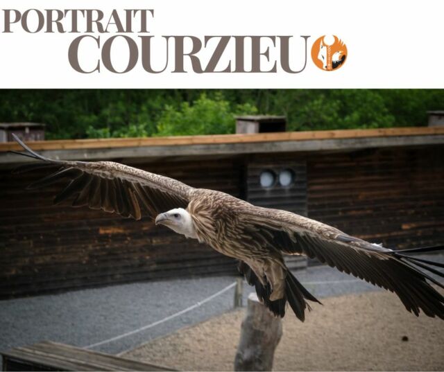 📸 PORTRAIT COURZIEU 📸

🦅 Le Vautour de l'Himalaya

Avec près de 3 mètres d'envergure, le vautour de l'Himalaya est l'un des plus grands oiseaux capables de voler au monde.

Habitué aux sommets vertigineux d'Asie, il profite des courants d'air pour planer pendant des heures sans presque battre des ailes. Vu du sol, il semble flotter dans le ciel.

Souvent méconnu, ce géant joue pourtant un rôle essentiel dans la nature. En consommant les animaux morts, il participe au nettoyage des écosystèmes et limite la propagation de maladies.

Impressionnant par sa taille, indispensable par son rôle : le vautour de l'Himalaya est l'un des grands gardiens de la montagne.

❤️ Qu'est-ce qui vous impressionne le plus chez lui : son immense envergure ou sa capacité à planer pendant des heures ?

#PortraitCourzieu #ParcDeCourzieu #VautourDeLHimalaya #Rapaces #Nature #Biodiversité

📸@fmphotography.fr  www.fmphotography.fr
