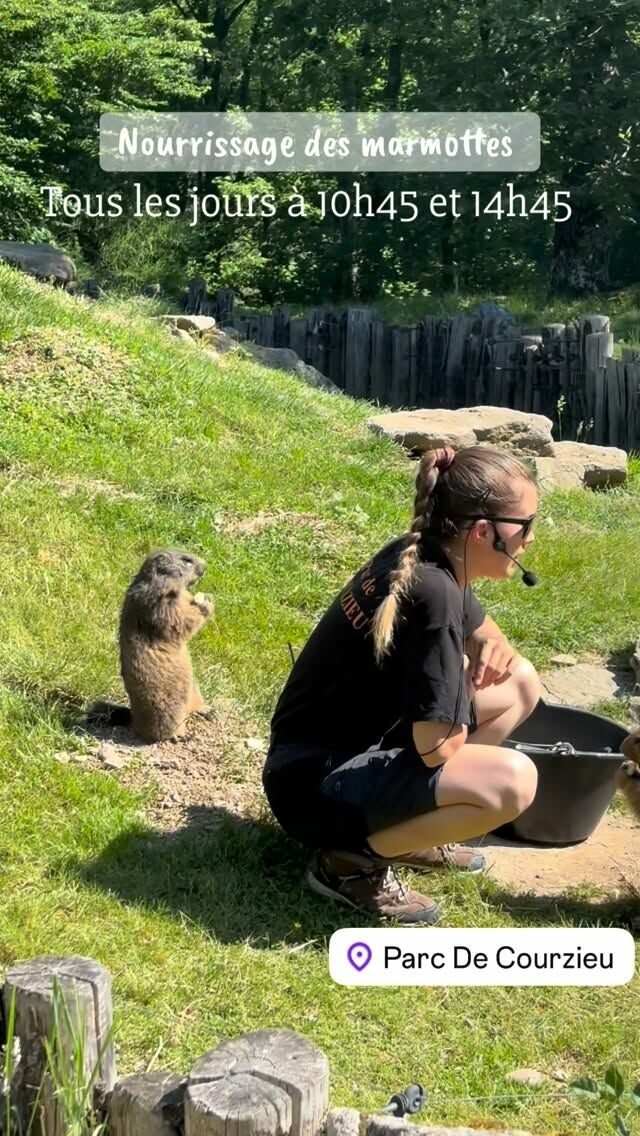 Manger c est leur passion 🙃 
Elles font leur réserve pour l’hiver ! 🤓
#marmottes #parcdecourzieu #montsdulyonnais #sortieenfamille #sortirlyon