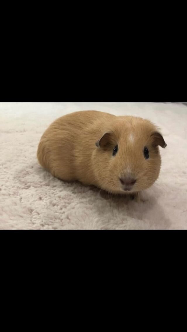 🐹💕 Bienvenue à Pina & Colada !

La famille du Parc de Courzieu s’agrandit avec l’arrivée de deux adorables nouveaux pensionnaires : Pina et Colada !

Encore très jeunes, nos deux cochons d’Inde vont prendre le temps de découvrir en douceur leur nouvel environnement.❤️

Mais une grande mission les attend !

Lorsqu’ils auront un peu grandi, Pina et Colada viendront tenir compagnie à Tuc, notre Cochon d’Inde, dans le parc à escargots. 
Leur mission : devenir de véritables tondeuses écologiques. Entretenir naturellement la végétation.

Nous leur souhaitons une belle installation au Parc de Courzieu et avons hâte de les voir prendre leurs marques.

❤️ Dites-nous en commentaire : lequel des deux prénoms préférez-vous, Pina (la tricolore) ou Colada (la beige)? 😊

#ParcDeCourzieu #NouveauxPensionnaires #CochonsDInde #PinaEtColada #Nature VieDuParc Bienvenue