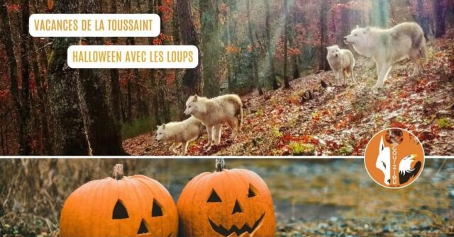 Pas de peur au parc … mais de la curiosité !
Au programme de ces deux semaines d’Halloween : 
Jeux, spectacles, ateliers et explorations.
Entre rapaces et loups, petits et grands plongent dans l’univers fascinant de la forêt automnale 🍁