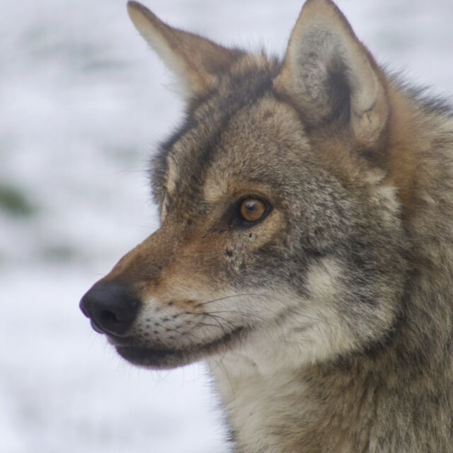 L’hiver, la plus belle saison pour découvrir les loups

En hiver, les loups sont au sommet de leur beauté ❄️
Pelage épais, lumière douce…

Une balade à ne pas manquer.
Nourrissage à 11h30 et 15h00