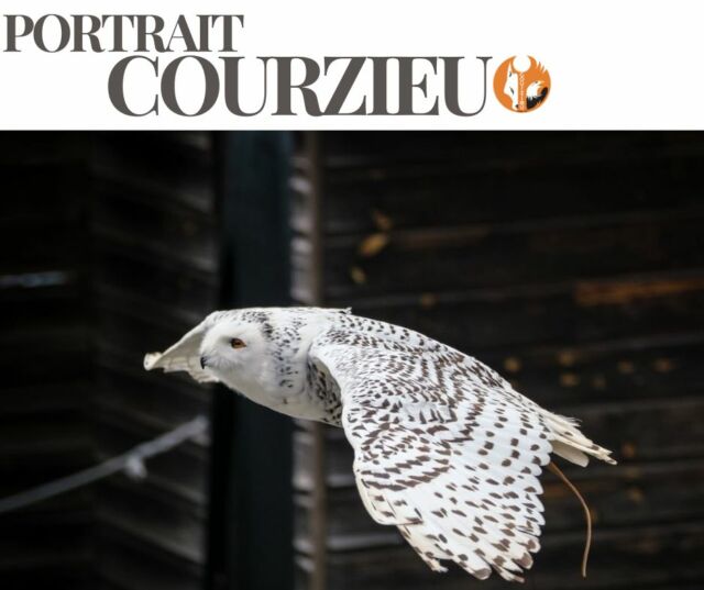 📸 PORTRAIT COURZIEU #15

🦉 La Chouette harfang

Avec son plumage presque entièrement blanc et ses yeux jaunes perçants, la chouette harfang semble tout droit sortie d'un paysage enneigé.

Mais derrière cette apparence paisible se cache une chasseuse redoutable. Grâce à son ouïe exceptionnelle et à sa vue très développée, elle est capable de repérer ses proies même à grande distance.

Dans les régions arctiques où elle vit, chaque occasion de repas est vitale. 

Mystérieuse, élégante et parfaitement adaptée au froid, la chouette harfang est l'une des plus fascinantes habitantes du Grand Nord.

❤️ Qu'est-ce qui vous captive le plus chez elle : son regard intense ou son incroyable plumage blanc ?

#PortraitCourzieu #ParcDeCourzieu #ChouetteHarfang #Rapaces #Nature #Biodiversité

Photo : @fmphotography.fr  www.fmphotography.fr