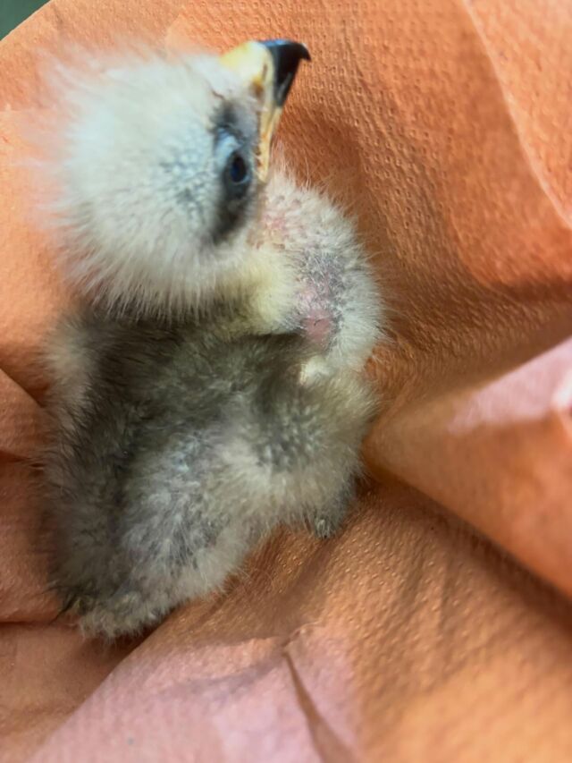 Deux petites boules de duvet ont rejoint la nurserie du Parc de Courzieu ❤️

Nos deux bébés Milans Noirs sont nés à seulement deux jours d’intervalle :
🪶 Jean-Pink, 6 jours, déjà 83 g
🪶 Jean-Ponk, 4 jours, 45 g

Tous les deux sont actuellement élevés avec beaucoup d’attention dans notre nurserie et nourris à la main 4 fois par jour 🥰

Une étape précieuse pour ces jeunes rapaces qui grandissent un peu plus chaque jour… 🦅