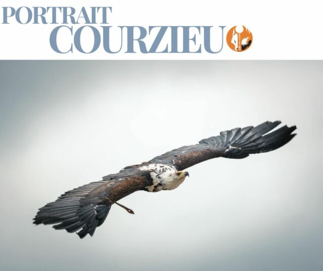# PORTRAIT SAUVAGE #6

🦅 Le Pygargue vocifère

Surnommé la « voix de l'Afrique », le pygargue vocifère est célèbre pour son cri puissant qui résonne au-dessus des lacs et des rivières.

Son plumage contrasté et son port majestueux en font l'un des plus beaux rapaces du continent africain.

❤️ Aimeriez-vous entendre le cri légendaire du pygargue vocifère dans la nature ?

📷 @fmphotography.fr www.fmphotography.fr

#PortraitCourzieu #ParcDeCourzieu #Rapace #MontsDuLyonnais #SortieEnFamille #PygargueVocifère